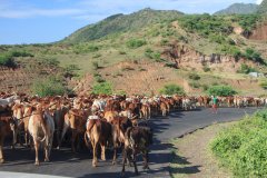 29-A herd on the road, a normal picture in Ethiopia